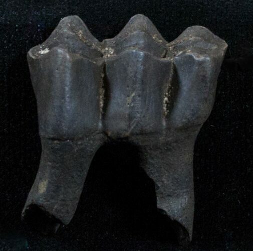 Pleistocene Camel Tooth - Florida #3763